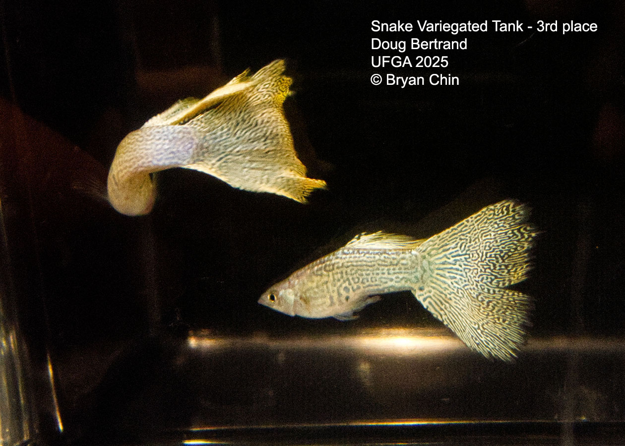 Guppy Variegated Snakeskin